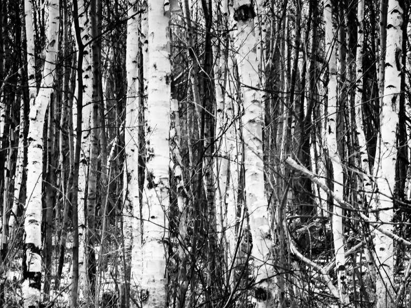 Birch Stand, Mont-Saint-Hilaire, Que.