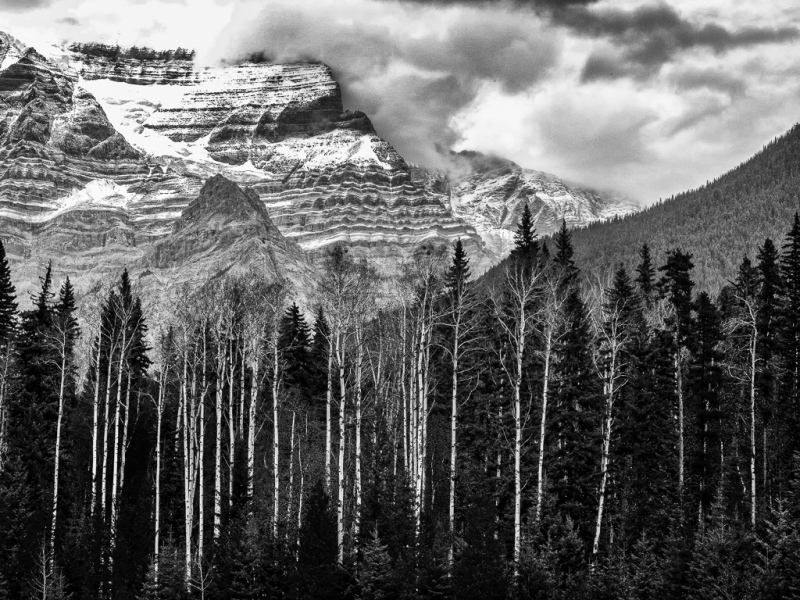 Mountain Birch, Mt. Robson, BC.