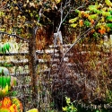Fall-Fence-Edit-2