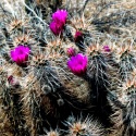 Arizona-Cactus-Edit-Edit