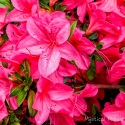 Azaleas-3-South-Surrey-BC-Edit-Edit