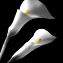 Cala-Lily