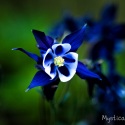 Columbine-3