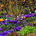 Crocus-Garden