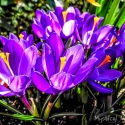 Crocus-South-Surrey-BC-Edit-Edit