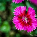 Pink Dianthus