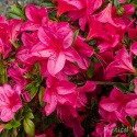 Azaleas-2