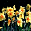 Daffodils-Vandusen-Garden-BC-Edit-Edit