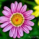 Gerber-Daisy-Pink