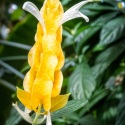 Golden-Candle-Bloedel-Conservatory-Vancouver-BC