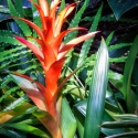 Guzmania-Bromeliad-Bloedel-Conservatory-Vancouver-BC