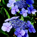 Hydrangea-South-Surrey-BC-Edit-Edit