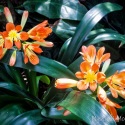 Kaffir-Lily-Bloedel-Conservatory-Vancouver-BC