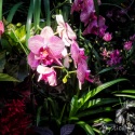 Orchid-1