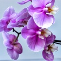 Orchid-10