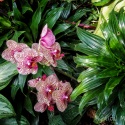 Orchid-3