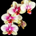 Orchids-Edit-Edit