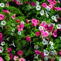 Petunias-Mutart-Conservatory-Edmonton-Alberta