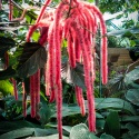 Red-Hot-Cats-Tail-Acalypha-Hispida