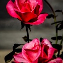 Roses-South-Surrey-BC-Edit-Edit