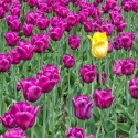 Solitude-Ottawa-Tulip-Festival-2018