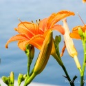 Tiger-Lily