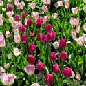 Tulips-Vandusen-Gardens-Vancouver-BC-Edit-Edit