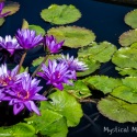 Water-Lilies