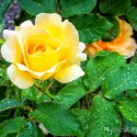 Yellow-Rose