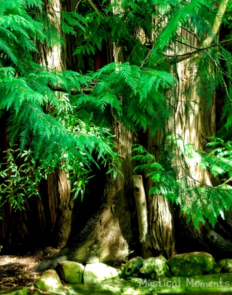 Rain Forest, Muttart Cocservatory, Vancouver Island, British Columbia