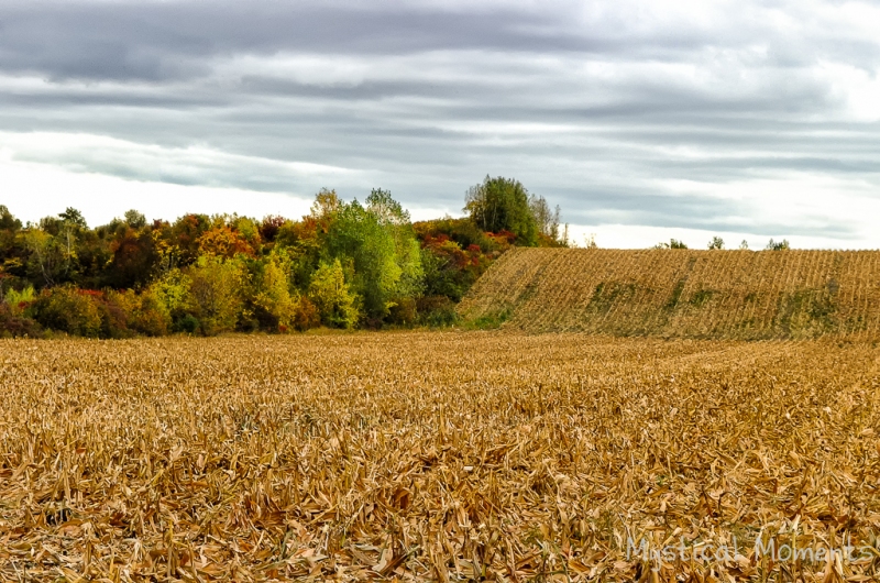 Harvest Complete, Ile Perot, Quebec