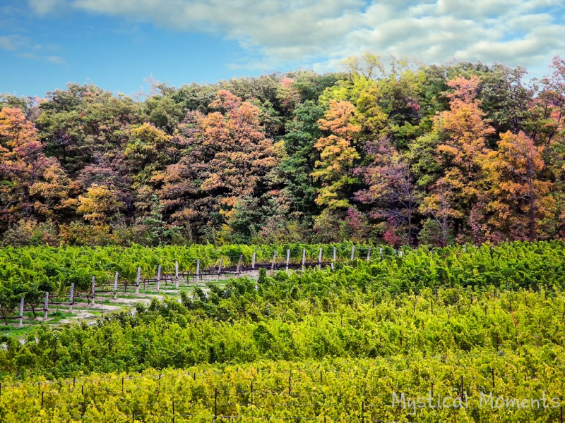 Vendage, Vineland Estates, Vineland, Ontario.