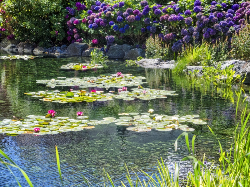 Water Lilies, Inner Harbour, Victoria BC