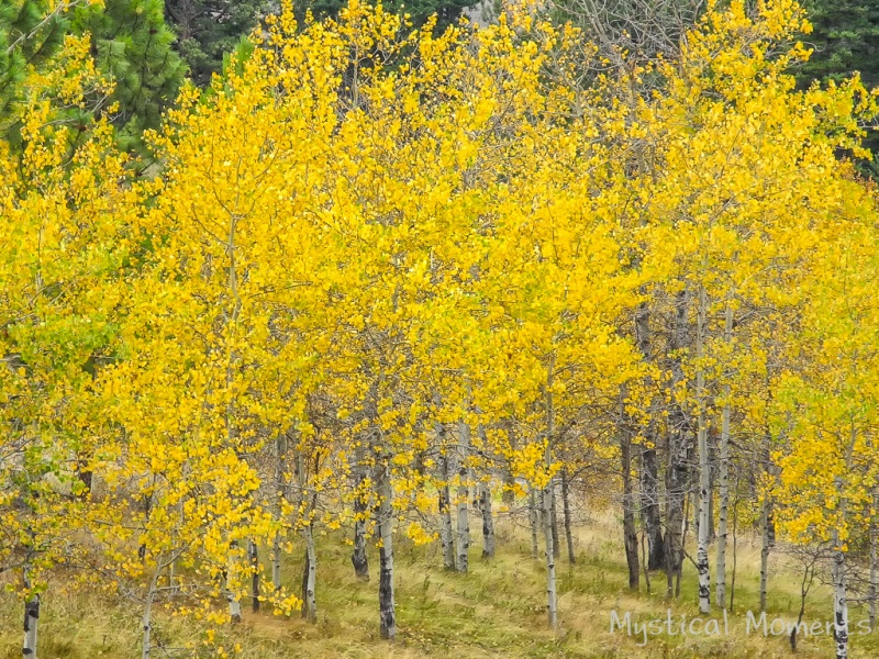 Fall Birch,  Merritt, BC, Area
