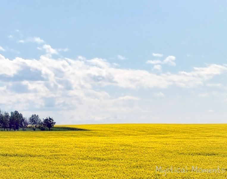 Golden Fields, Drumheller, Alberta Canada