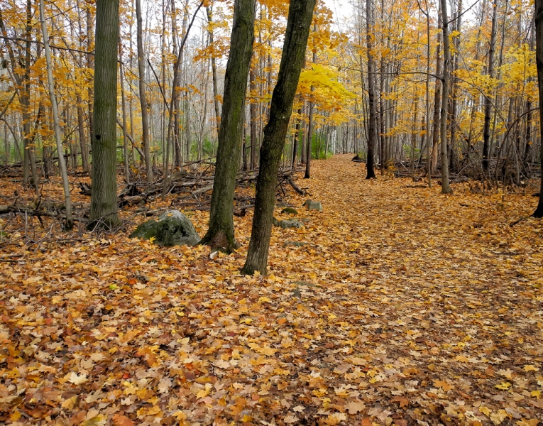 Jack-Pine-Trail-2-Ottawa