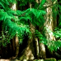 Rain Forest, Muttart Cocservatory, Vancouver Island, British Columbia