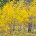 Fall Birch,  Merritt, BC, Area